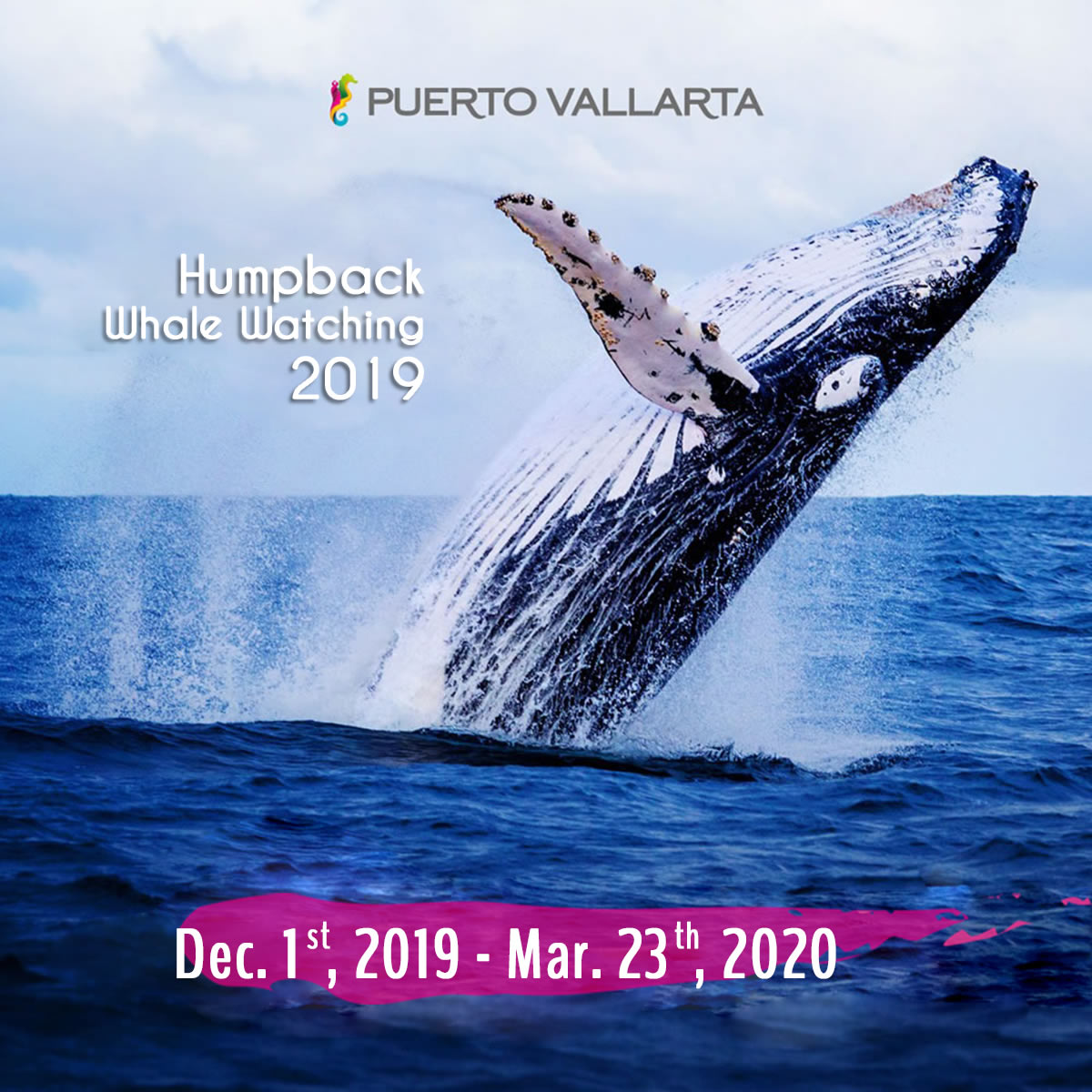 Humpback Whale Watching 2019
