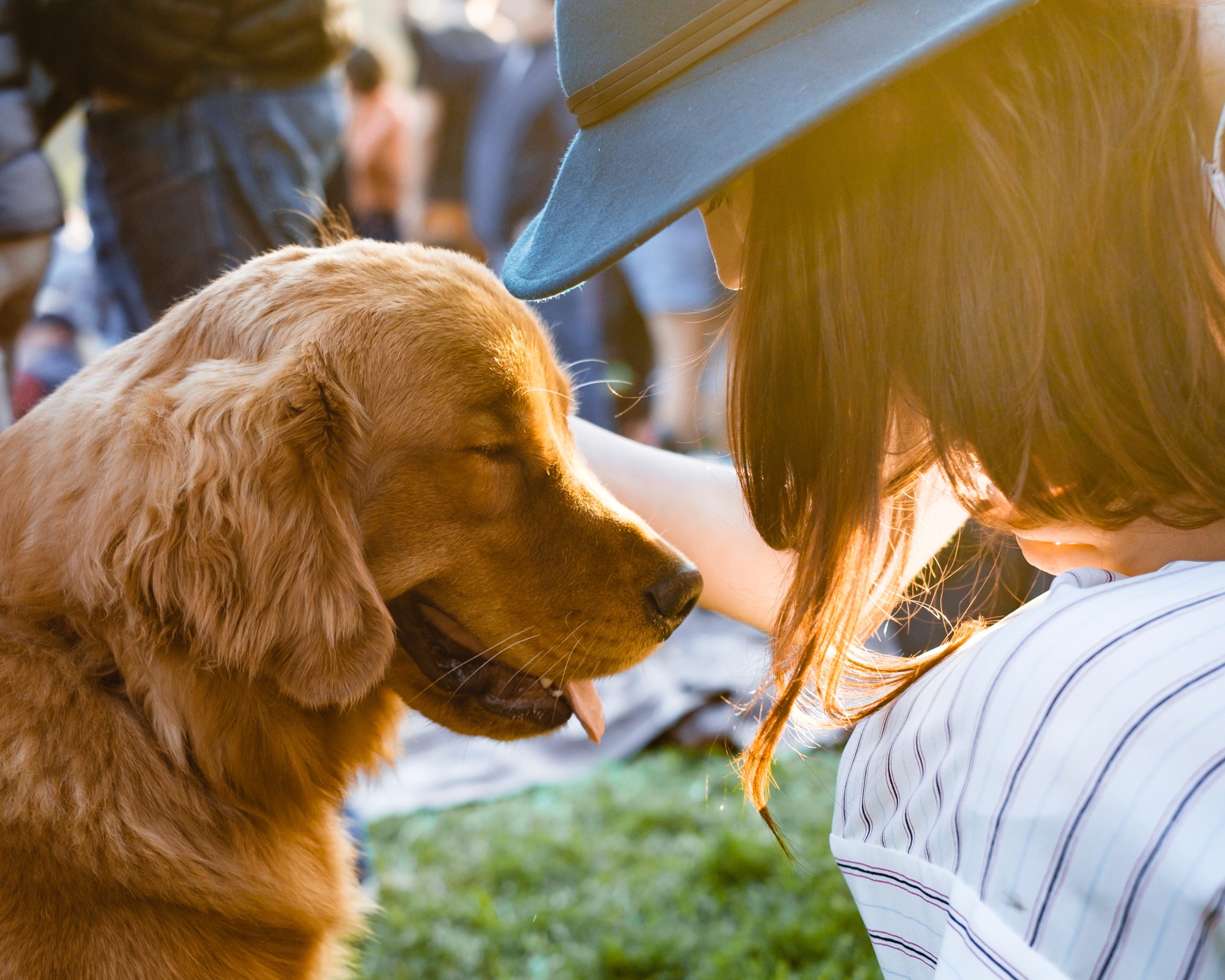 A female in a hat petting an adorable cute brown Retriever dog