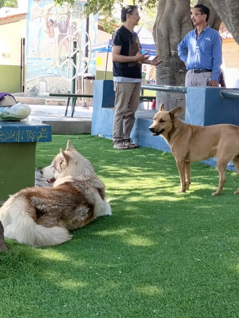 Dogs enjoying the weather in Ajijic.